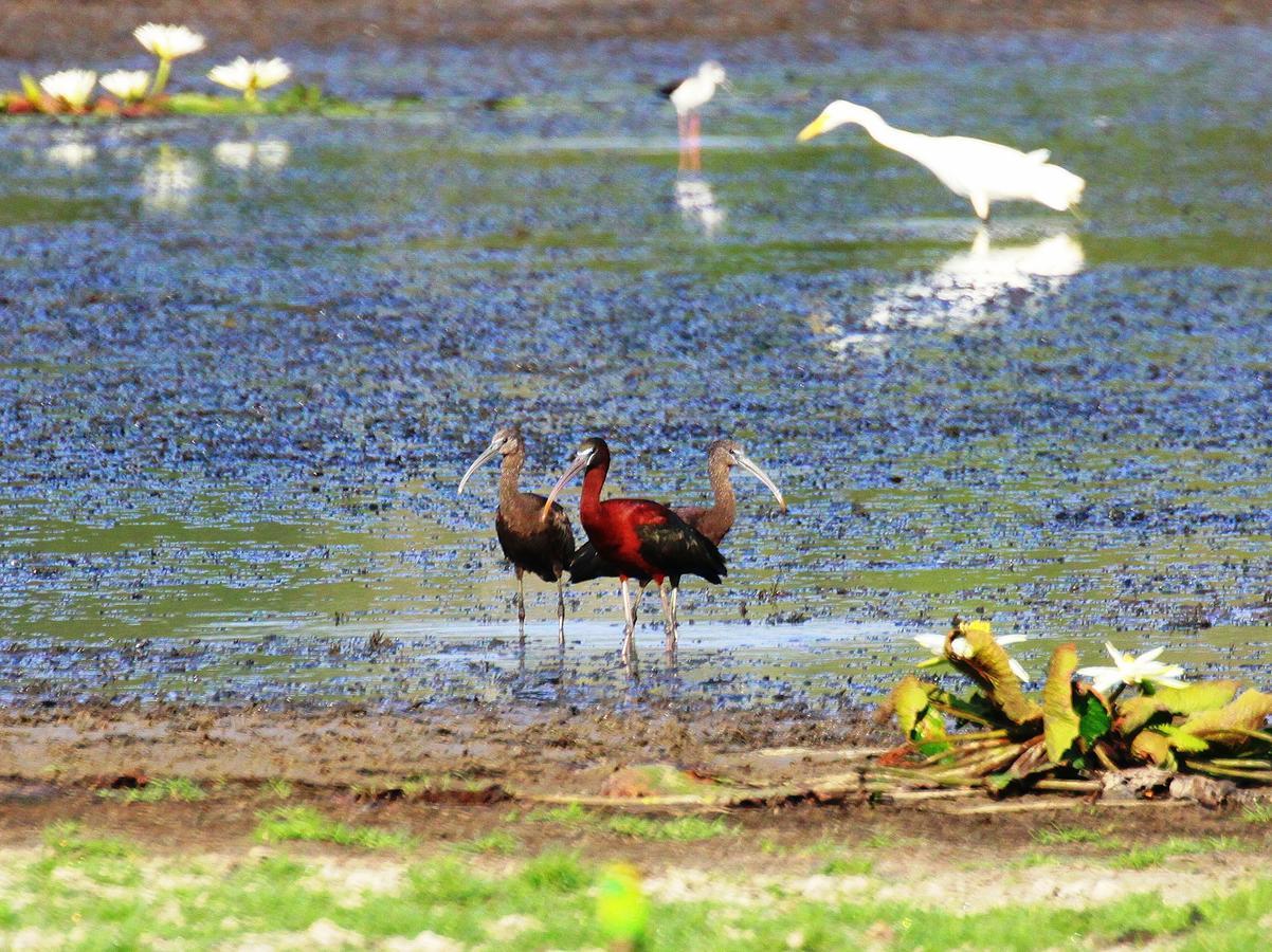 The Ibis - Wilpattu Vila Puttalam Exterior foto